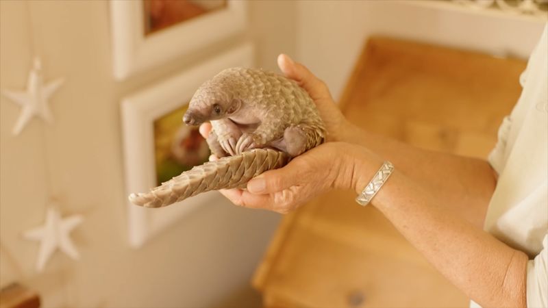 Zimbabwe’s pangolins are getting a helping hand from conservationists
