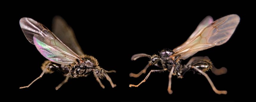 Researchers are still trying to understand how Iberian harvester ant queens clone Messor structor ants (right).