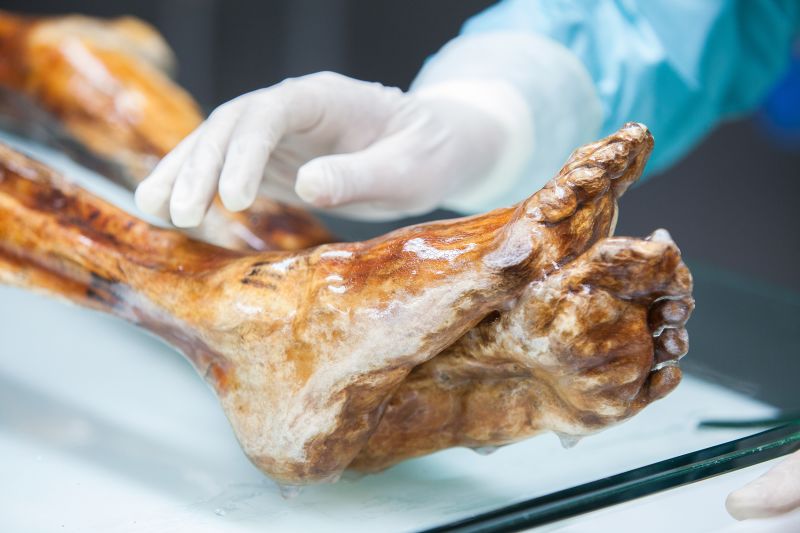 Ötzi the Iceman's remains show ancient microbes are still alive | CNN