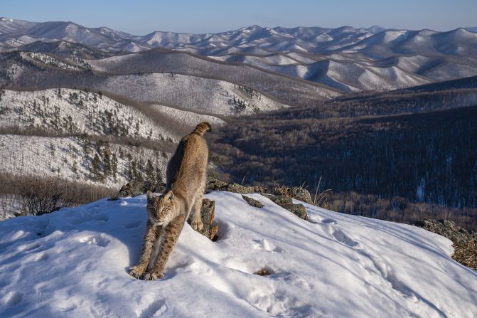 Igor Metelskiy took this photograph of a stretching lynx in Lazovsky District, Primorsky Krai, Russia.