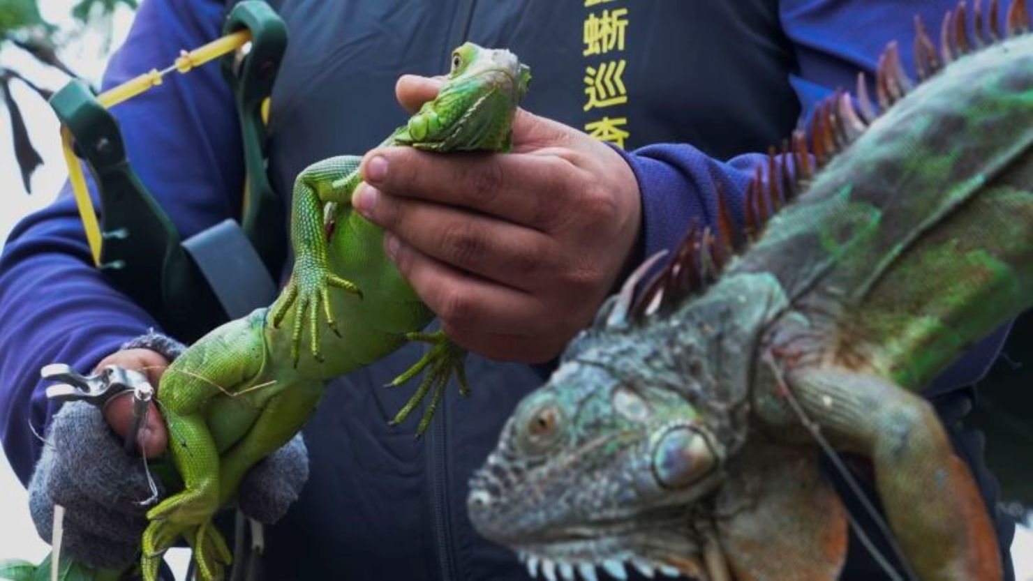 Cazadores sostienen las iguanas que capturan en el condado de Pingtung, al sur de Taiwán, el 21 de enero de 2025.