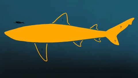 IllustrationForPressRelease(RevisedMegalodonBiology)_Embargod_Until_10_March_2025_1201AM_GMT.jpg