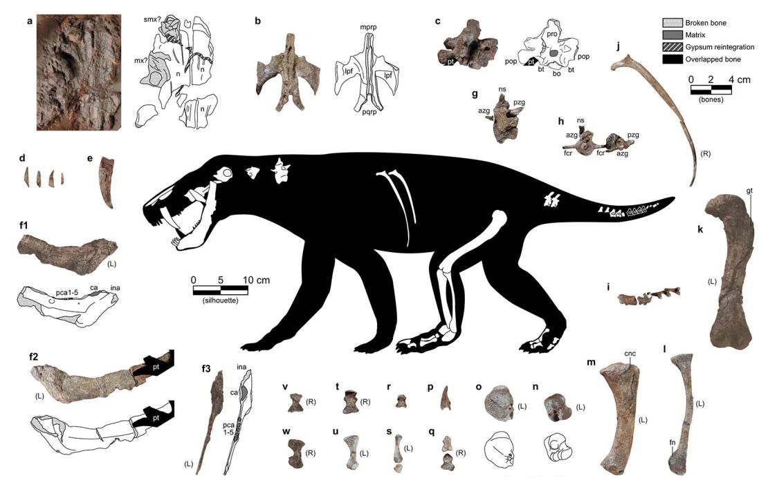 Una ilustración del gorgonopsiano recién descrito muestra los fósiles que se encontraron: caninos con forma de cuchillo; partes de su mandíbula; algunas vértebras, costillas, coxis y huesos de los dedos del pie; y la mayoría de los huesos de una extremidad trasera.