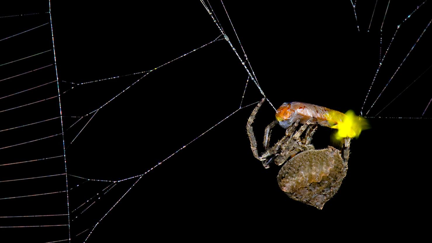 An orb-weaving spider (Araneus ventricosus) shown here has trapped a male firefly (Abscondita terminalis) on its web.
