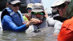 Imaged here a wild bottlenose dolphin receives a health assessment in Barataria Bay, Louisiana, in July 2018.