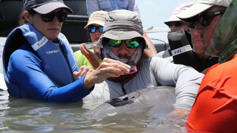 Imaged here a wild bottlenose dolphin receives a health assessment in Barataria Bay, Louisiana, in July 2018.