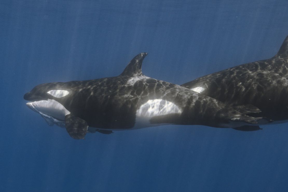 Several of the killer whales were observed with whale shark carrion in their mouths during an attack on May 26.