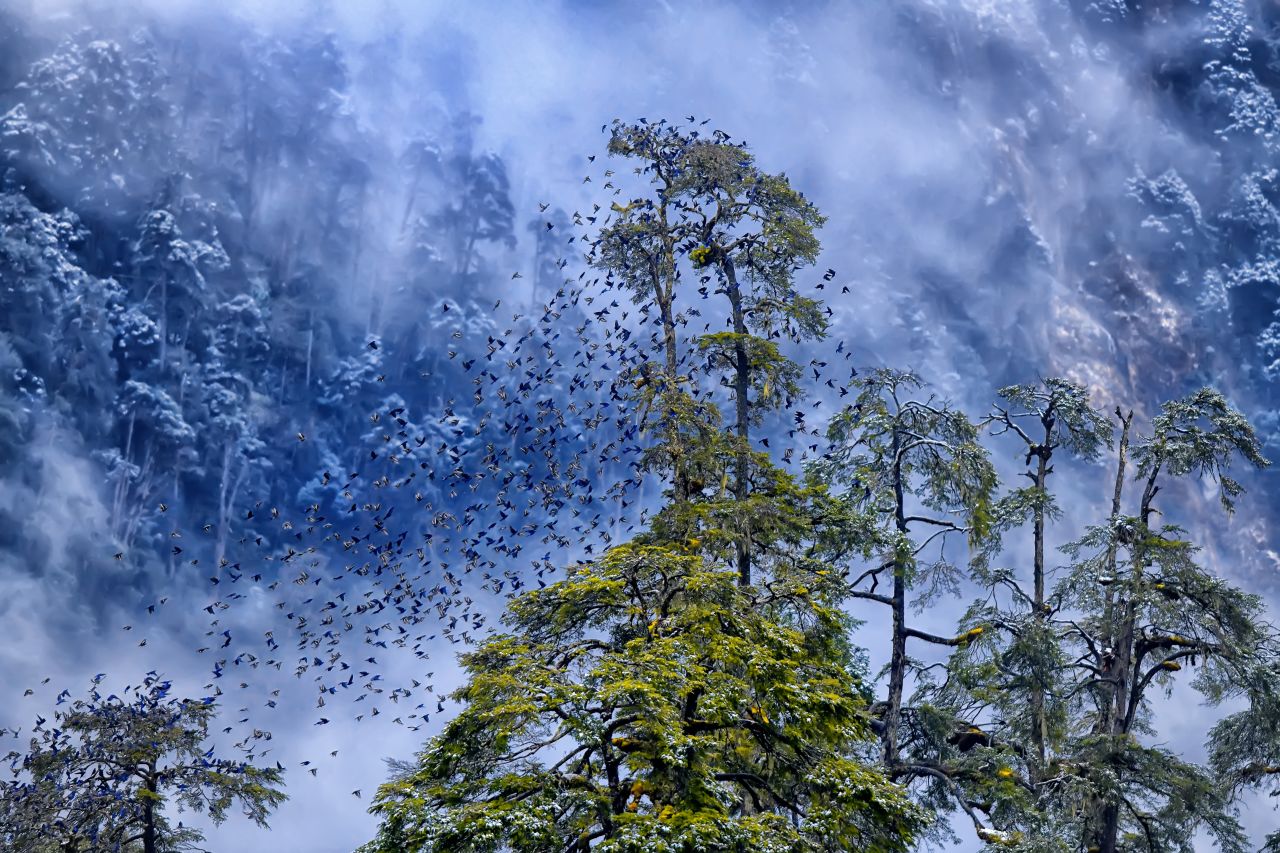 A flock of Grandala birds are photographed as a snowstorm descends in the Himalayas. The image took first place in the "Into the Forest" category.