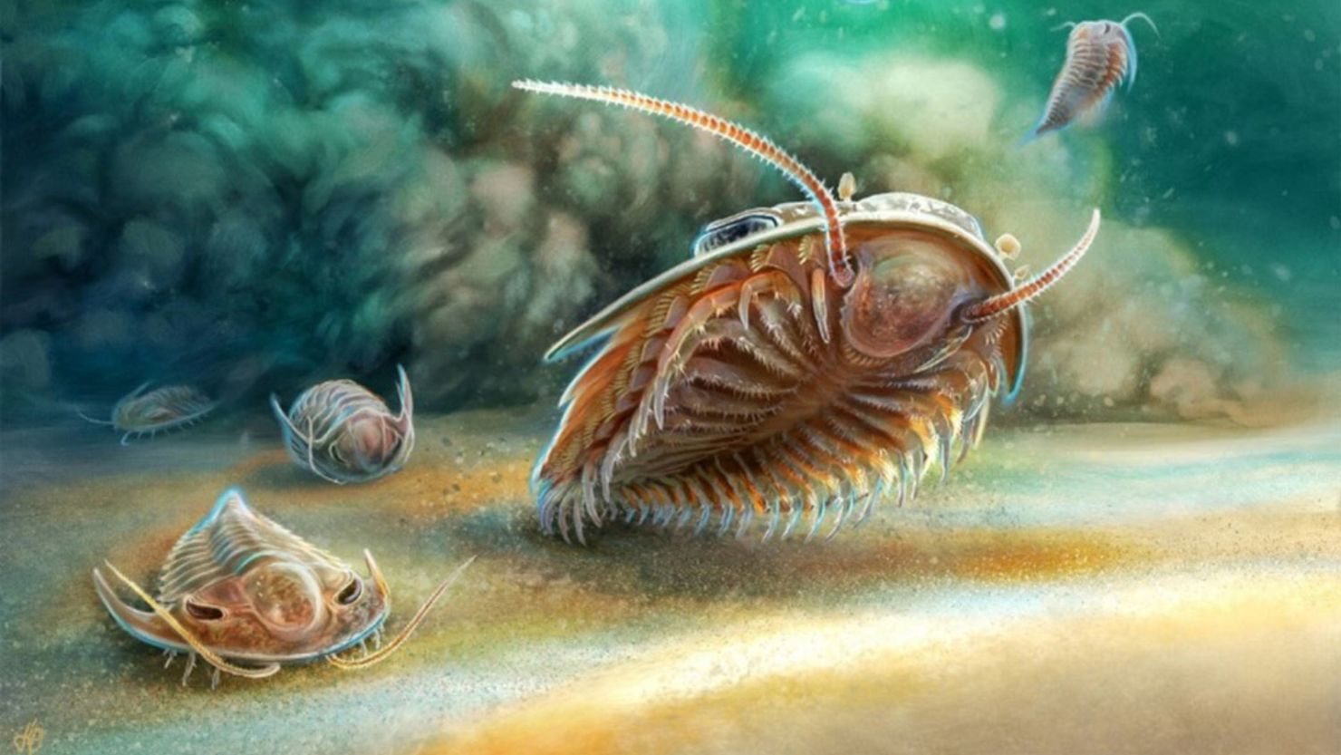 An artistic reconstruction shows two species of trilobite that lived 515 million years ago in a shallow sea in what’s now Morocco, an instant before they were buried in a flow of volcanic ash.