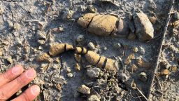 Coprolites from the Early Jurassic of Soltykow, Poland: Coprolites of herbivorous dinosaurs with numerous plant remains.