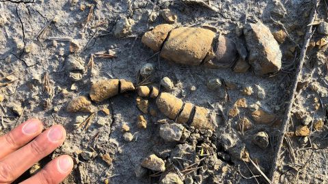 Coprolites from the Early Jurassic of Soltykow, Poland: Coprolites of herbivorous dinosaurs with numerous plant remains.