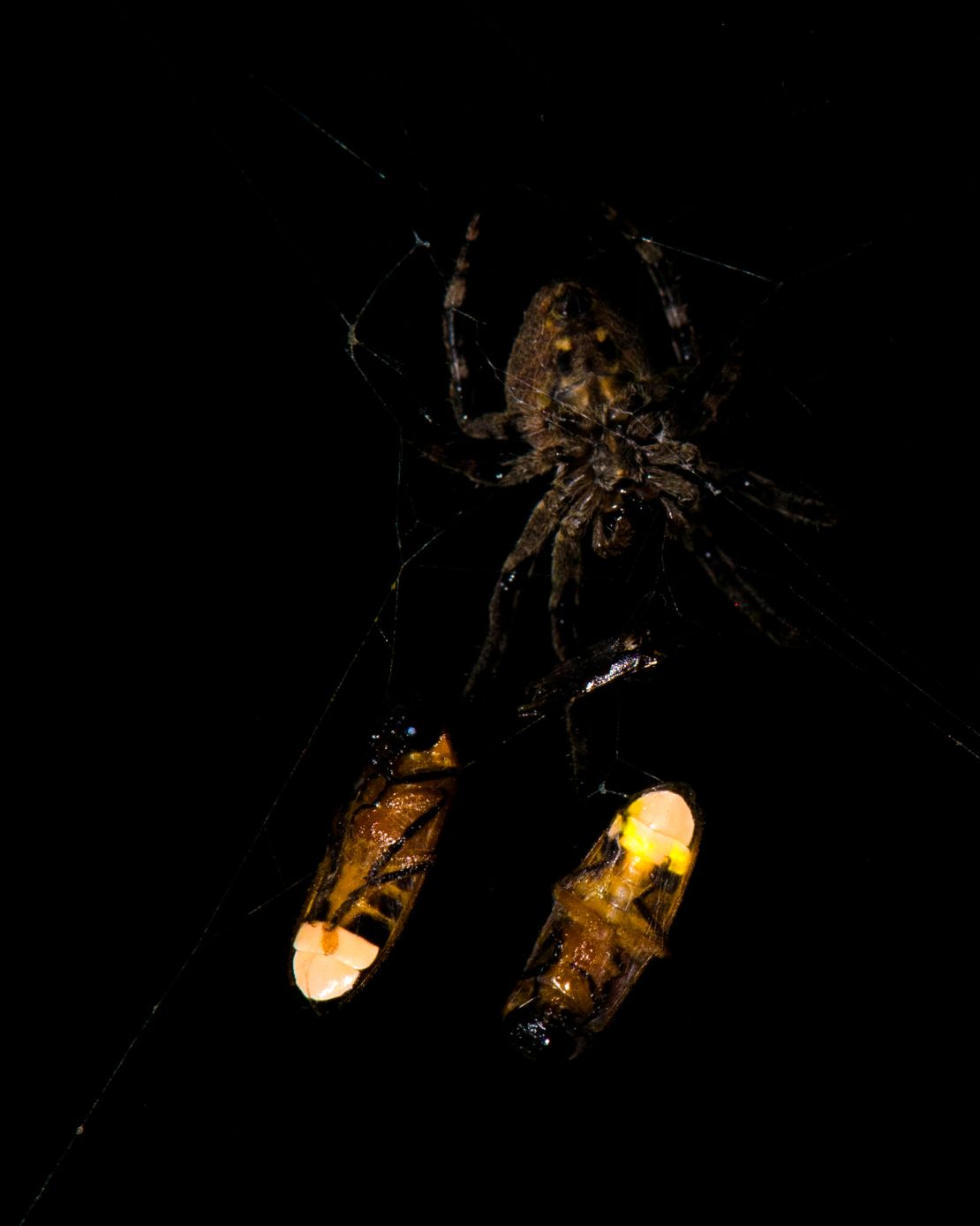 An orb-weaving spider is shown here with two ensnared male fireflies.