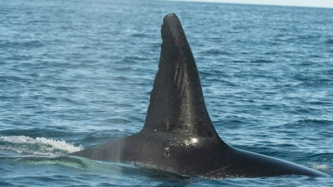 Moctezuma, the adult male of the pod is identified as one of the killer whales involved in the attack.  