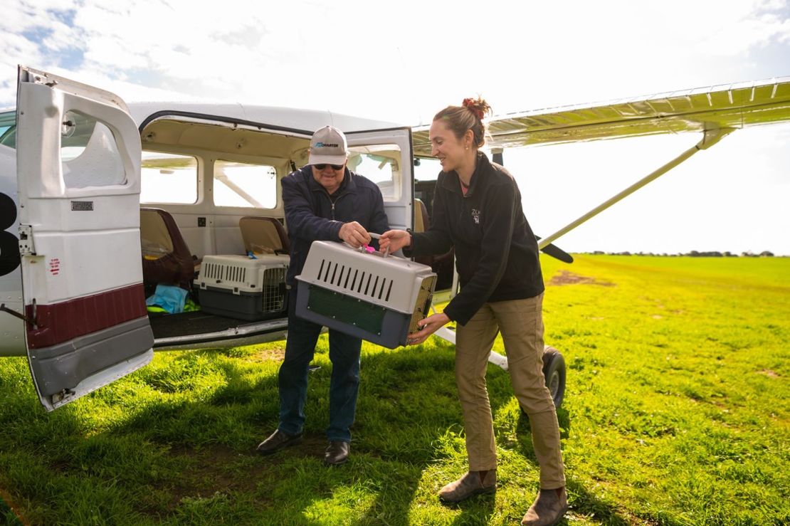 The Marna Banggara team transporting bettongs by plane for reintroduction.