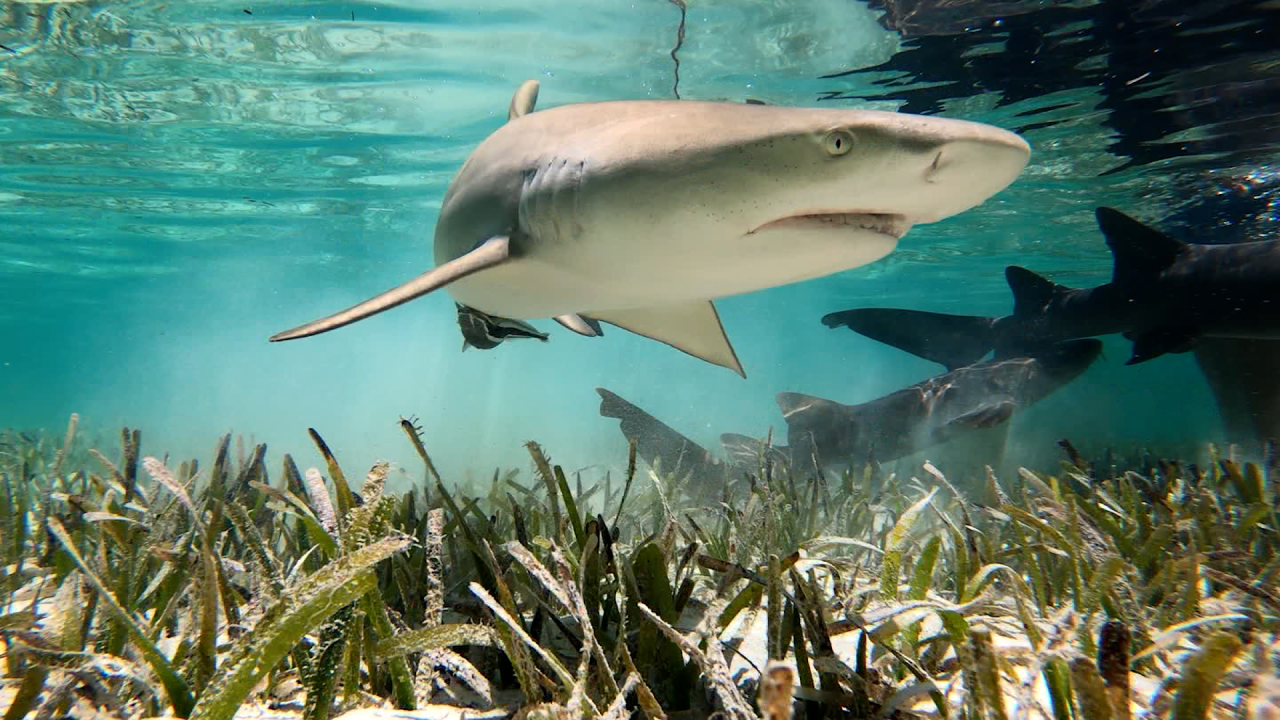 The Bimini Shark Lab shows students various sharks in the shallow waters off the coast of Bimini in the Bahamas.