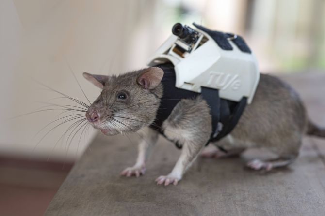 More recently, the team has focussed on training its rats to sniff out survivors in natural disaster zones. Equipped with tiny backpacks – carrying a camera, microphone, speaker and tracking device – the rats could help find hard-to-reach people trapped under rubble, significantly speeding up search and rescue missions, APOPO hopes.