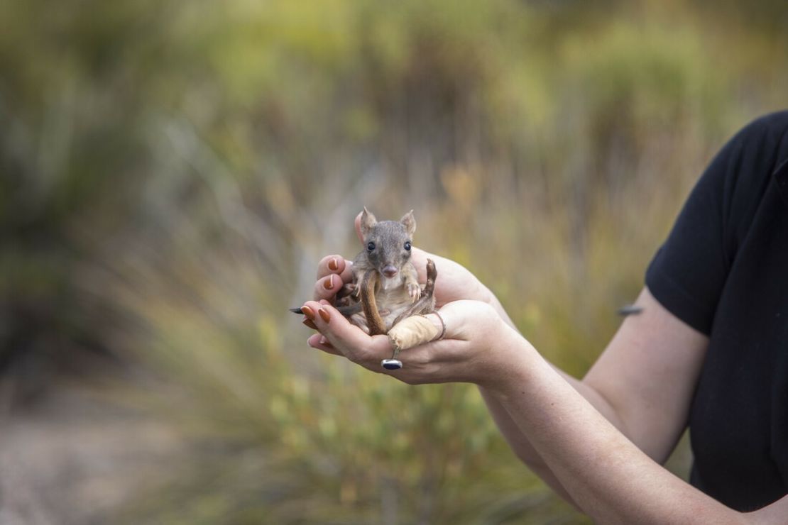 Native to Australia, brush-tailed bettongs are marsupials resembling tiny kangaroos.