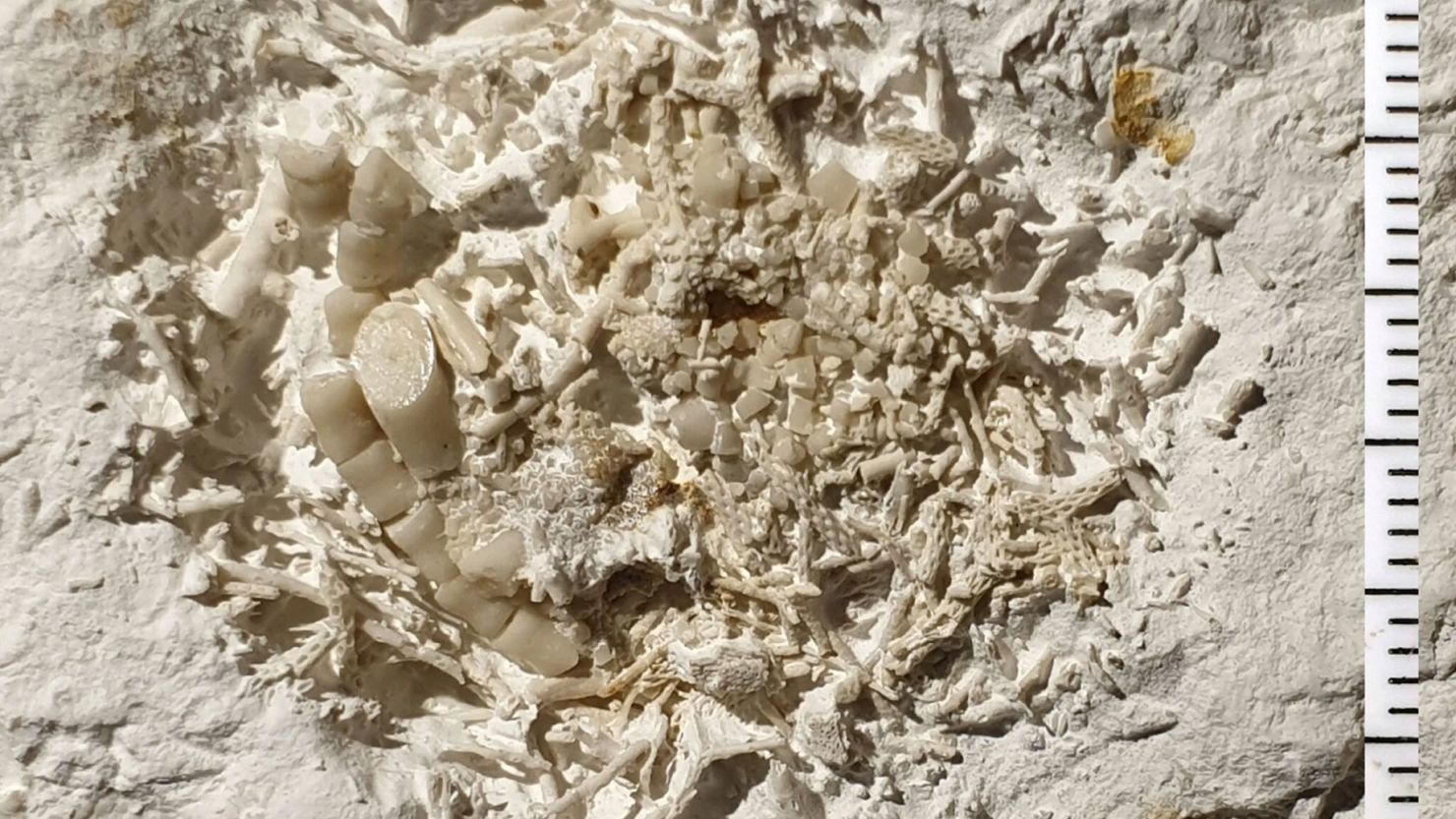 The find is a regurgitated lump of fragments from at least two different species of sea lilies that were eaten during the Cretaceous period 66 million years ago.