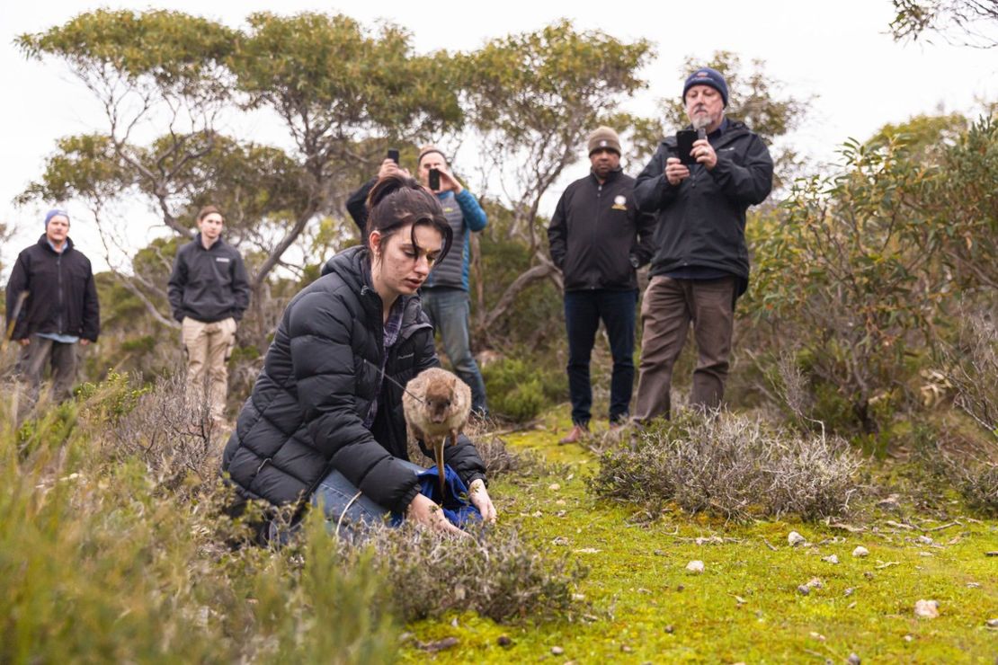 A bettong bouncing away as it is released into in the Yorke Peninsula.