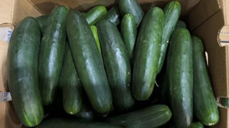 Fresh cucumbers recalled due to salmonella contamination risk.