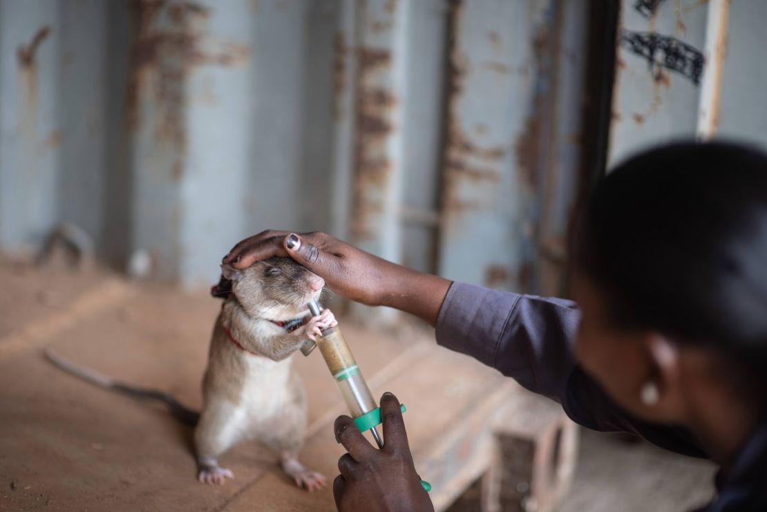 This rat is being rewarded for successfully detecting illegal wildlife products during a trial.