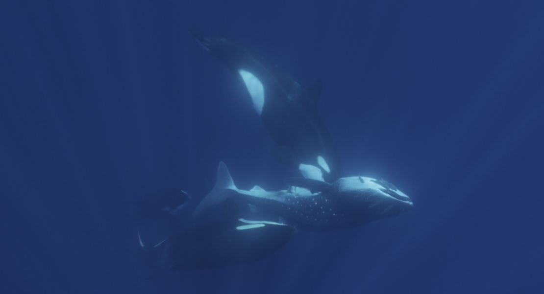 An orca hits the belly of a whale shark head-on.