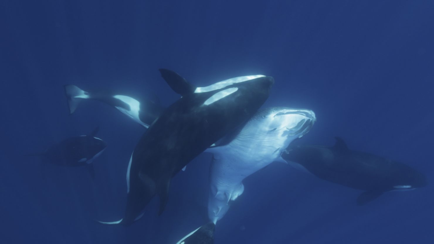 Images reveal how an orca pod hunts the world’s largest fish