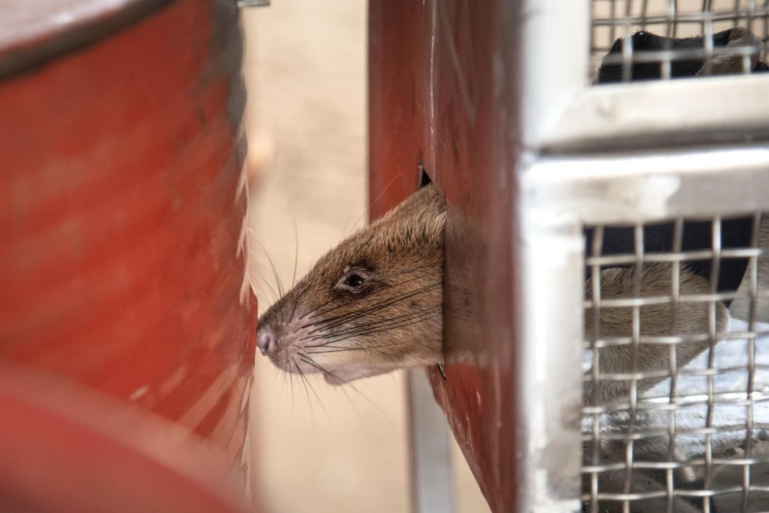 Here, a rat is trained to detect wildlife smuggling through a hole in a container barrel.