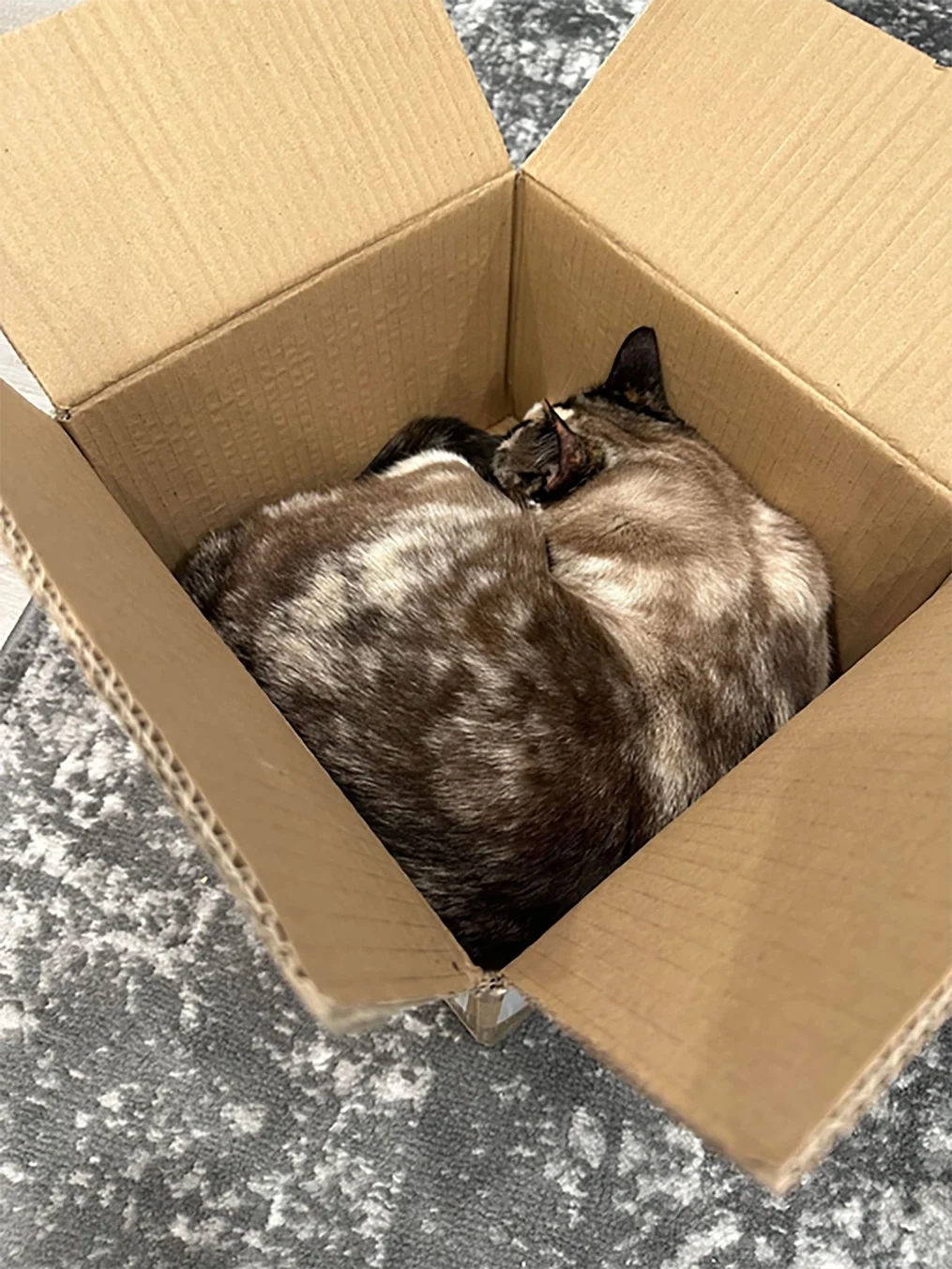 boxed cat