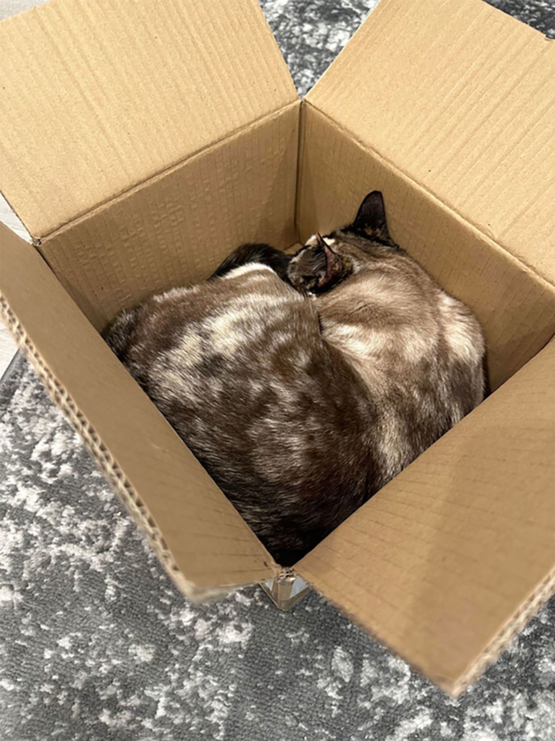 Galena curls up in a box in an undated photo; it's not the box she was shipped in.