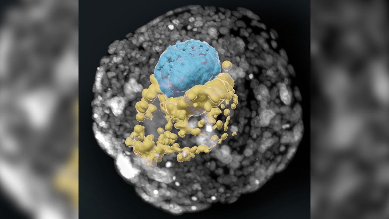 An image of a lab-grown human embryo model at an equivalent stage to day 14 in a natural human embryo.