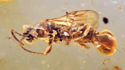 Holotype of Sirenobethylus charybdis