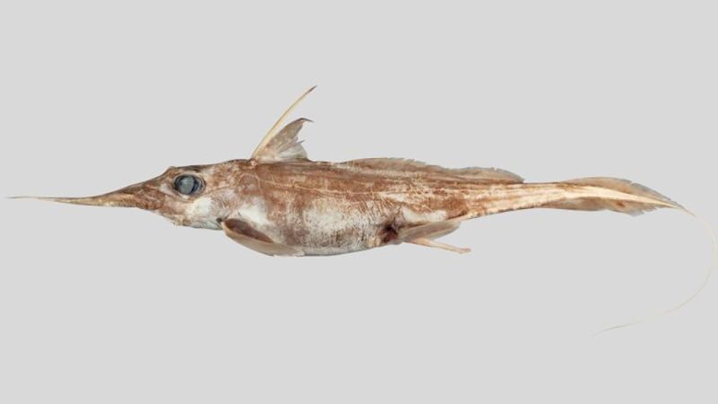 New species of ghost shark discovered by New Zealand scientists | CNN