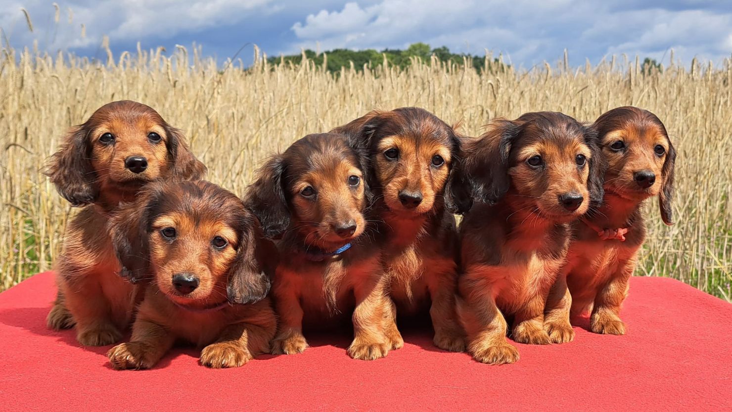 A new draft law looks to prohibit the breeding of dogs with “skeletal anomalies,” such as dachshunds.