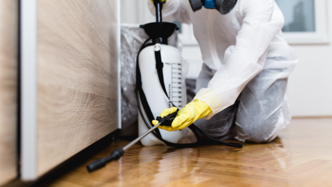 Exterminator sprays insecticide with a sprayer.