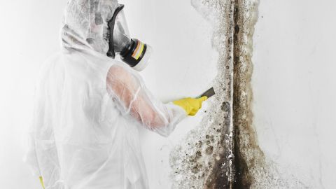 Mold remediation specialist removing mold that has grown on a wall.