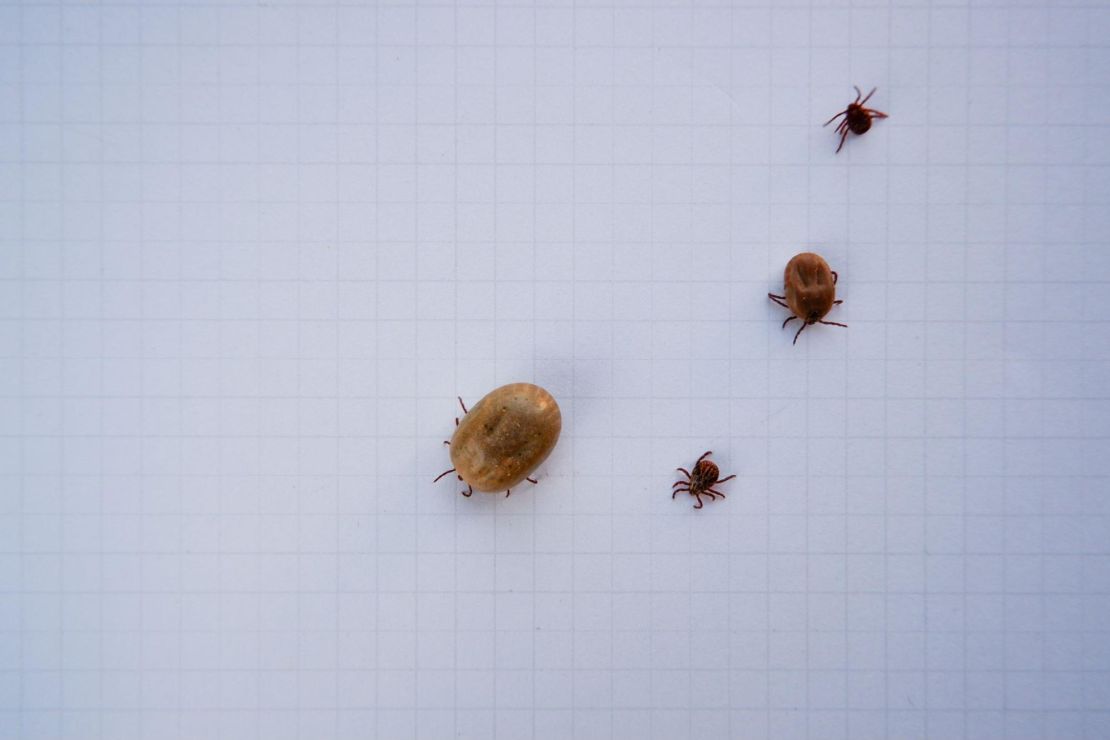 Four ticks in various stages of feeding on a piece of white paper