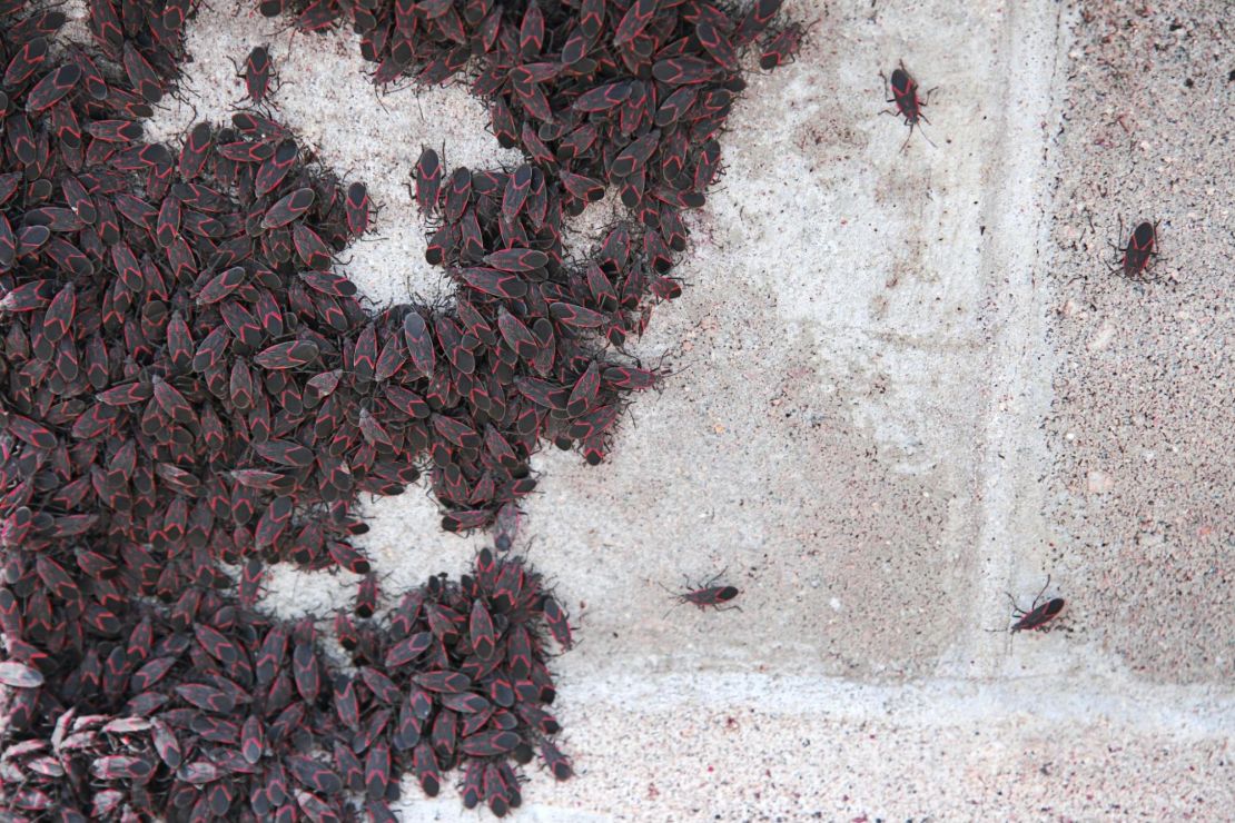 Box elder bugs congregated on a wall