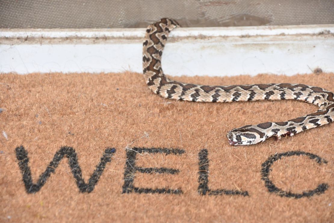 Venomous snake on a welcome mat