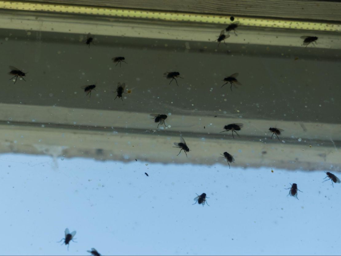 Dozens of cluster flies on a window