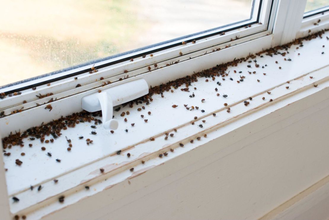 Piles of Asian lady beetles on a window sill