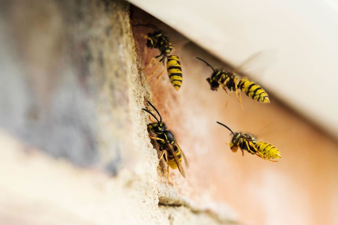 Wasps returning to their colony in the wall of a home