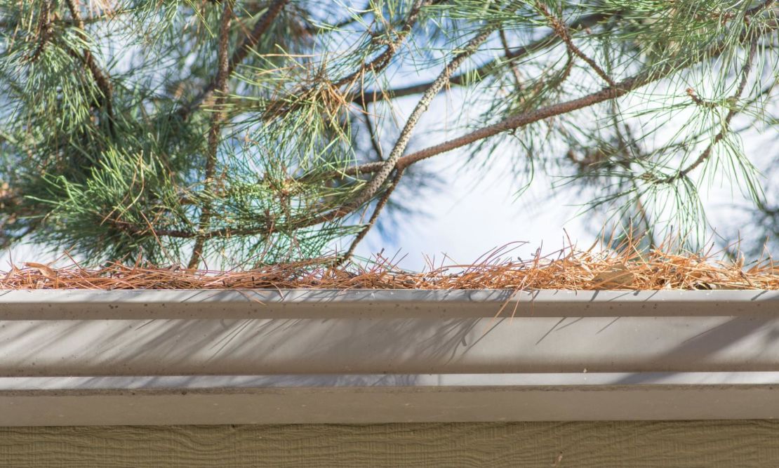 Gutter full of pine needles