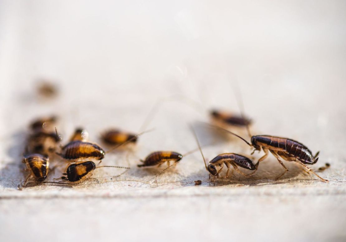 Small cockroaches piled on top of each other