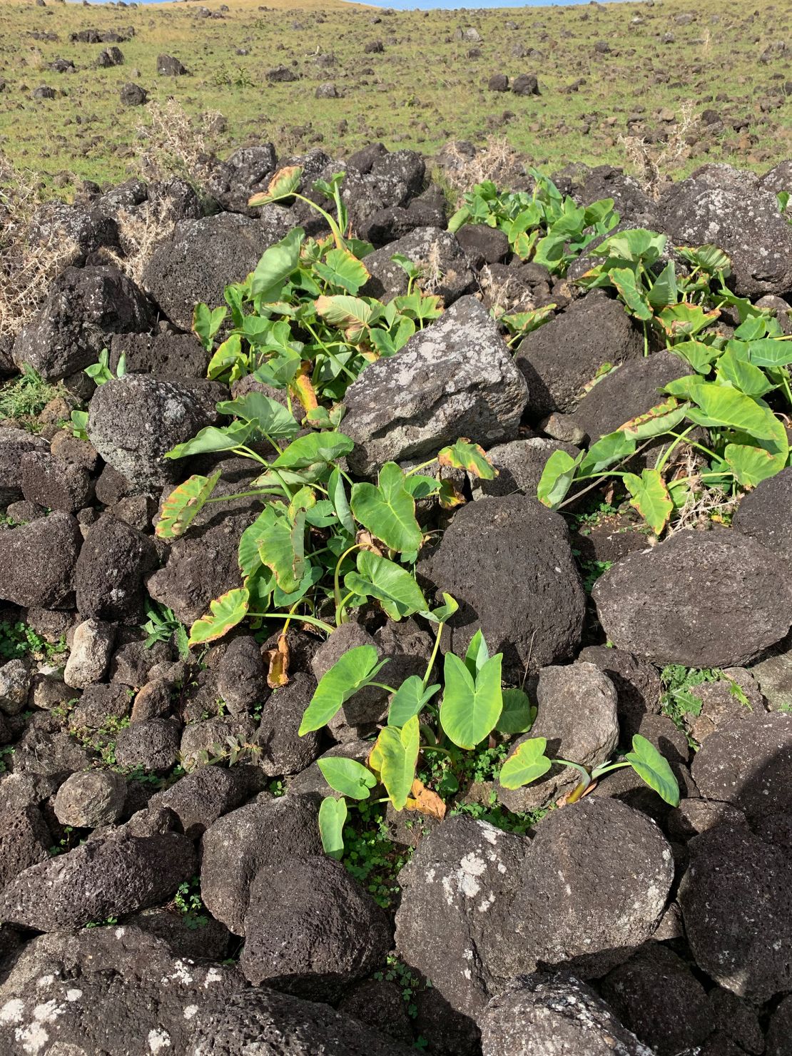 Researchers focused on farming practices to understand how large a population the island could have supported. Rapa Nui could have sustained less than 4,000 people, with rock garden cultivation alone accounting for about half of the population, the study found.