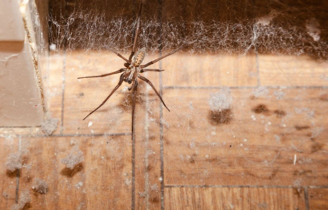 Termite damage on a door