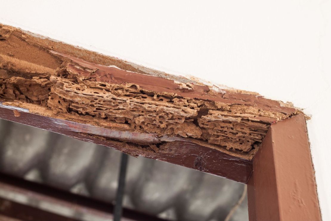 Termite damage on a door