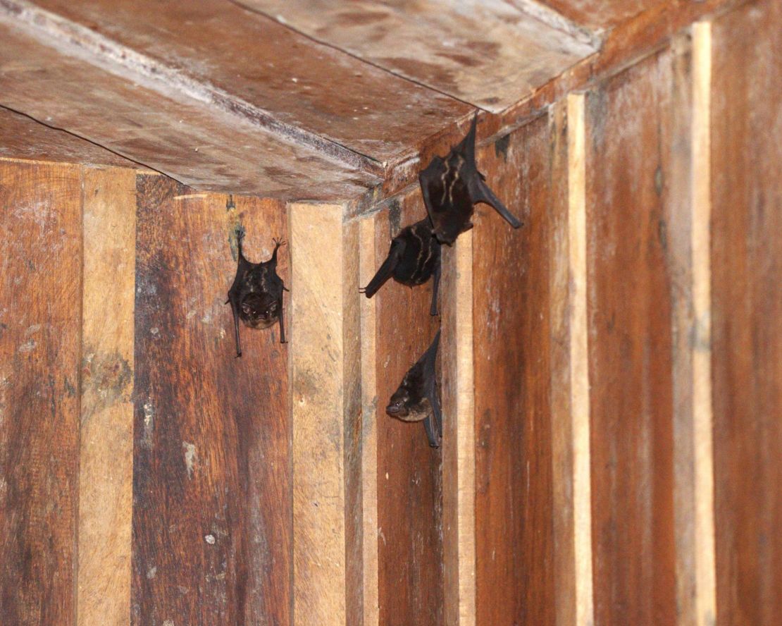 Four bats roosting in an attic