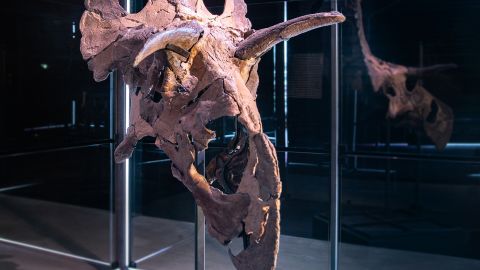 Fossil skull bones of Lokiceratops reconstructed and displayed at the Museum of Evolution in Maribo, Denmark