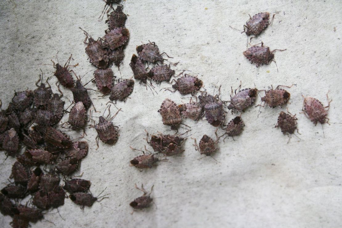 Dozens of stink bugs on some cloth.